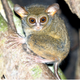 Tarsius spectrumgurskyae. (Image: Primate Conservation)
